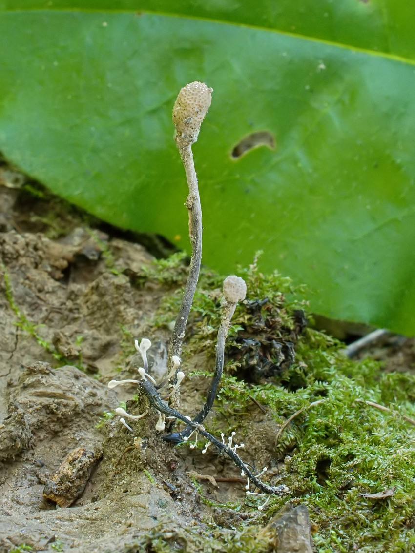 Ophiocordyceps entomorrhiza