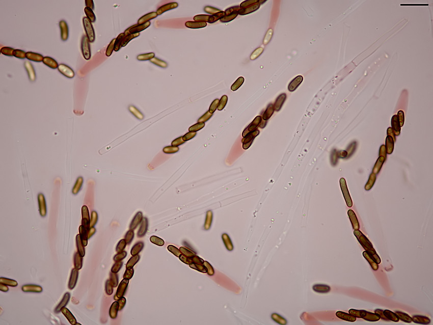 Anthostoma decipiens