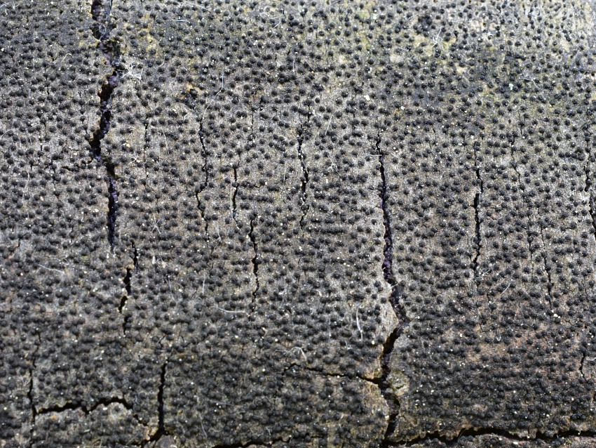 Anthostoma decipiens