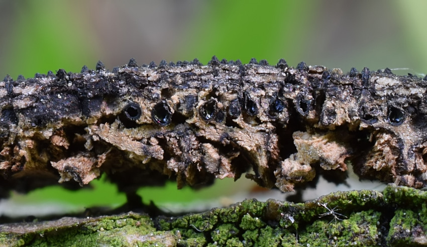 Anthostoma decipiens