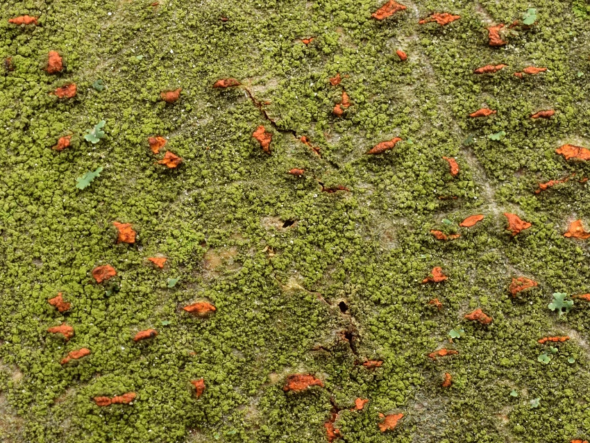 Anthostoma decipiens