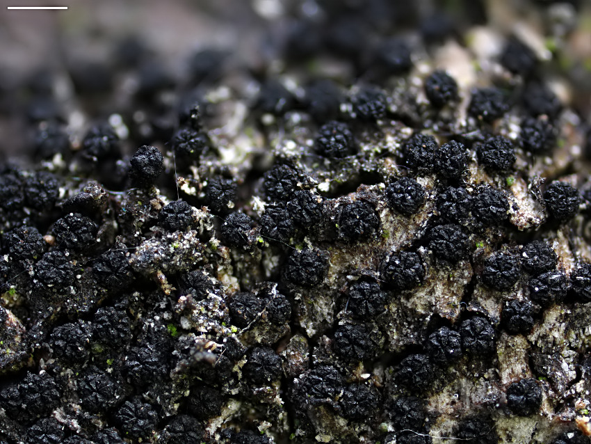 Anthostoma decipiens