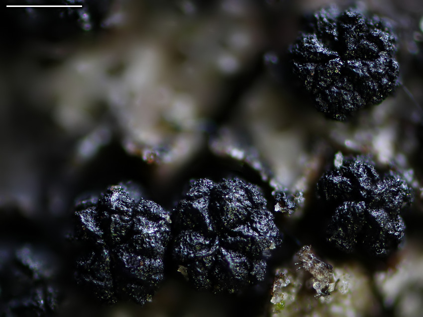 Anthostoma decipiens