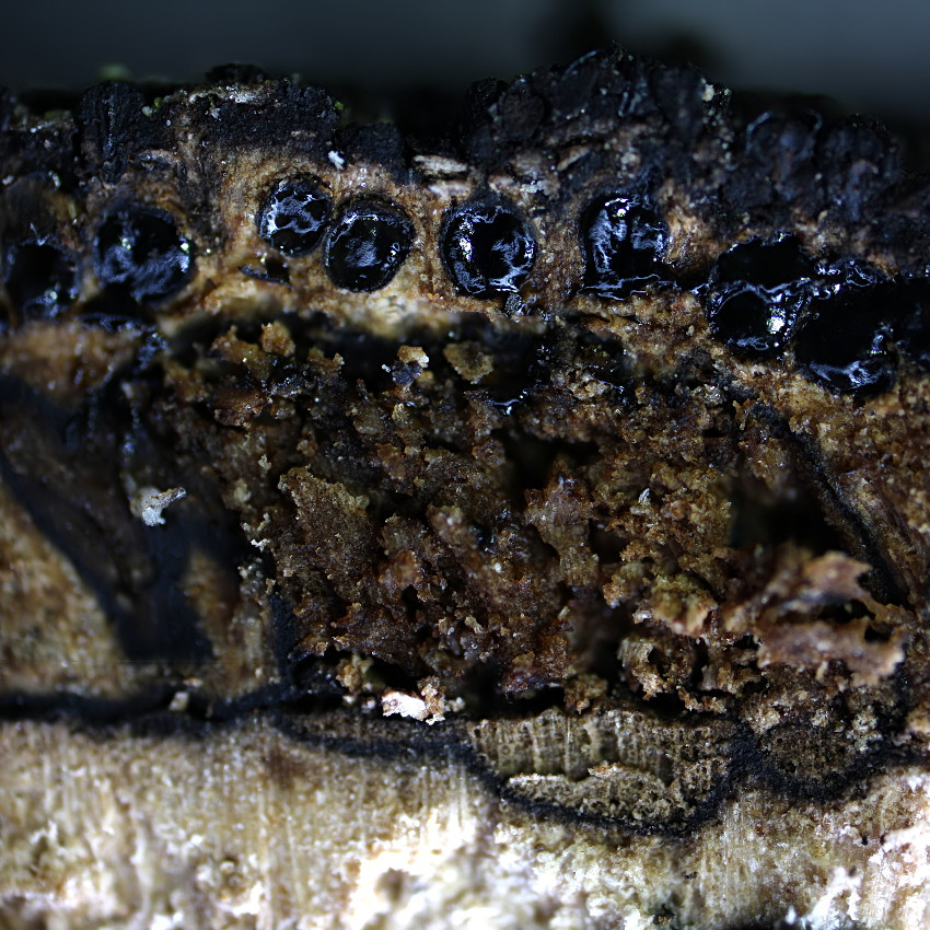 Anthostoma decipiens