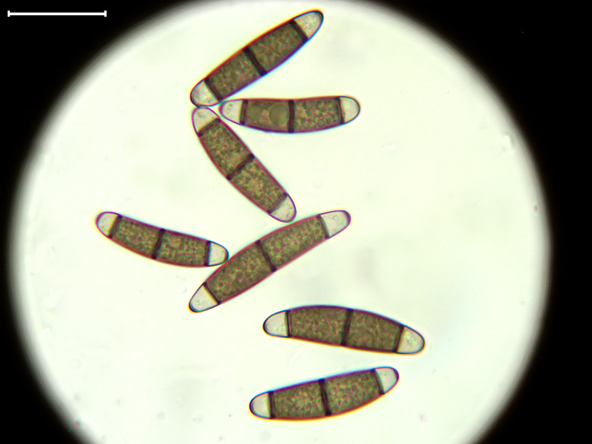 Chaetosphaerella fusca