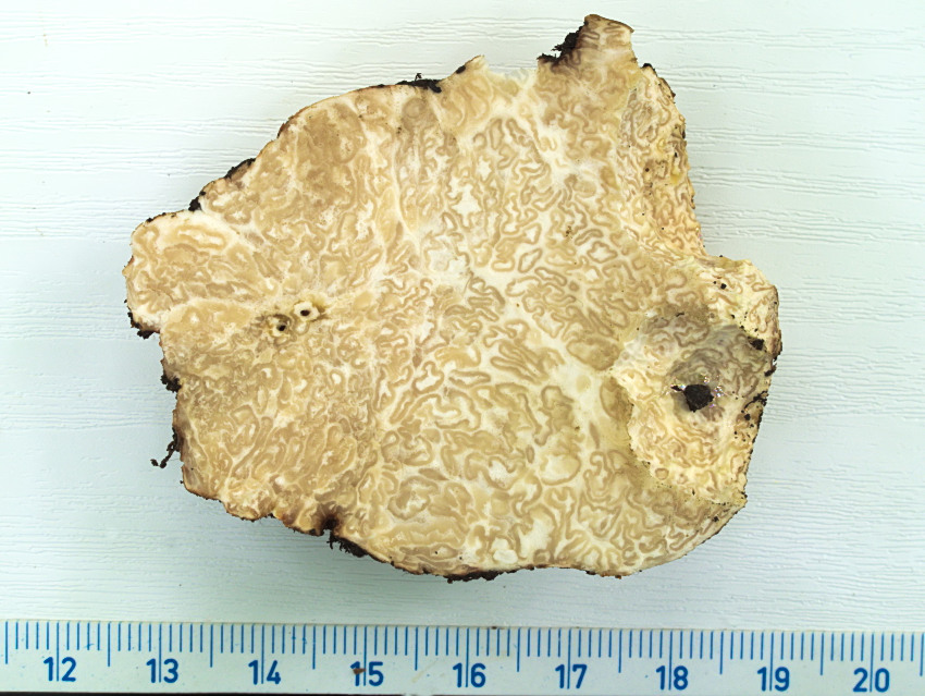 Choiromyces meandriformis