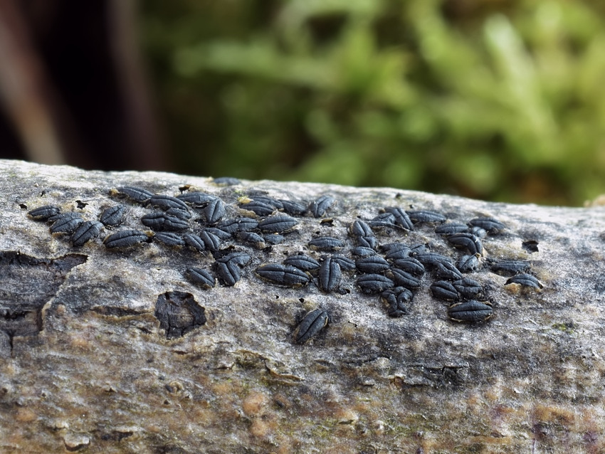 Hysterographium fraxini