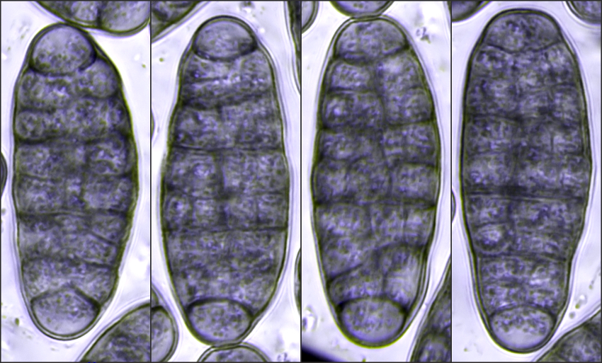 Hysterographium fraxini