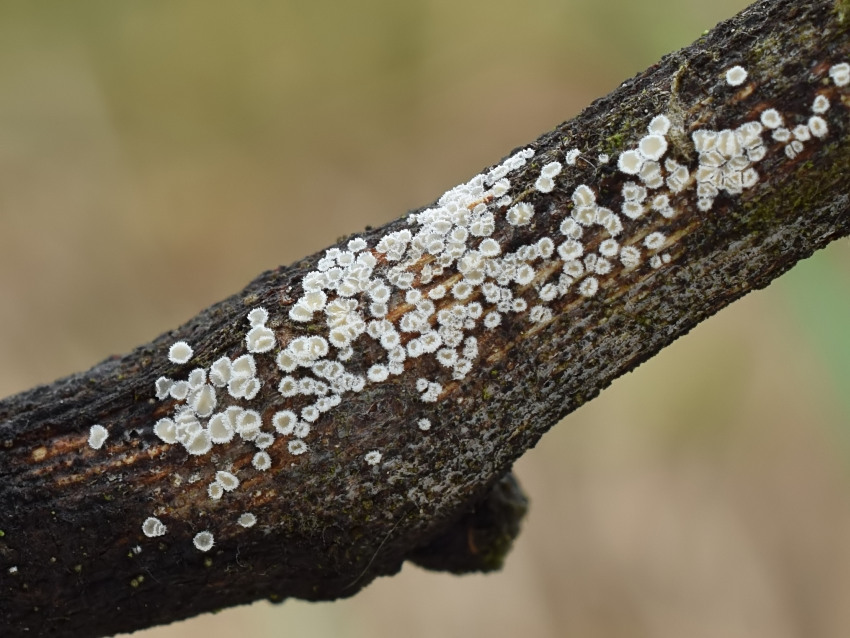 Lachnella alboviolascens