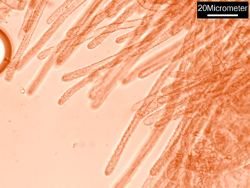 Lachnella alboviolascens