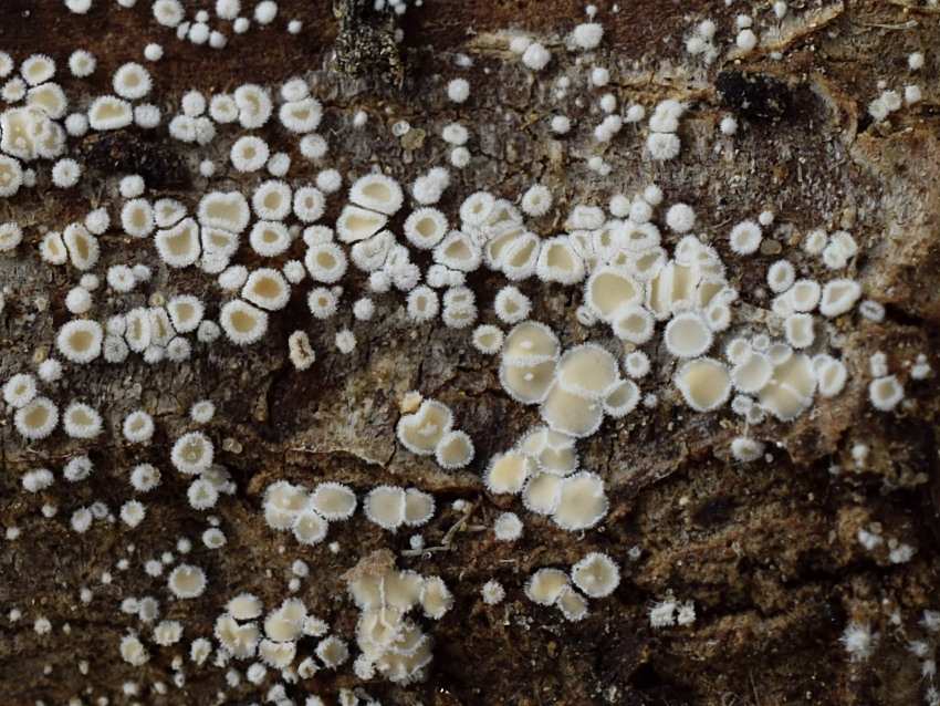 Lachnella alboviolascens