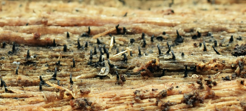 Lentomitella conoidea