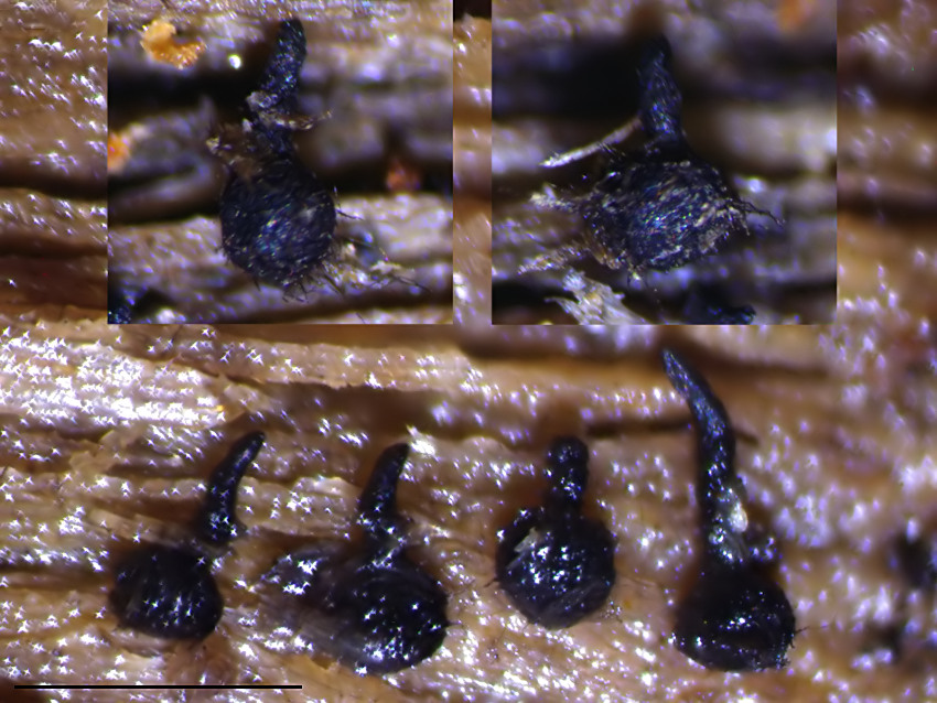 Lentomitella conoidea