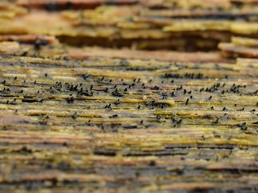 Lentomitella vestita