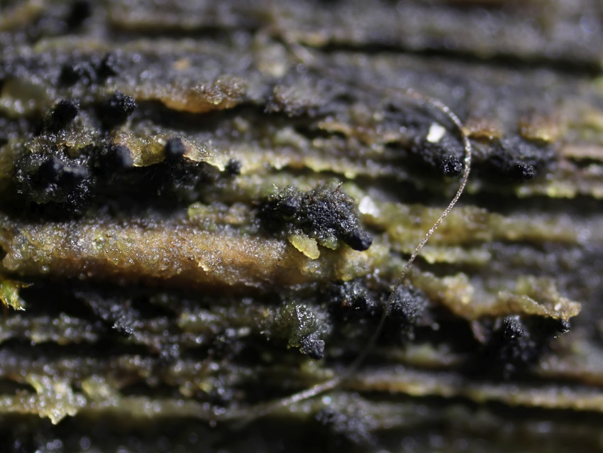 Lentomitella vestita