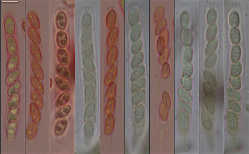 Lentomitella vestita