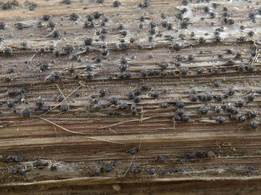 Leptosphaeria maculans