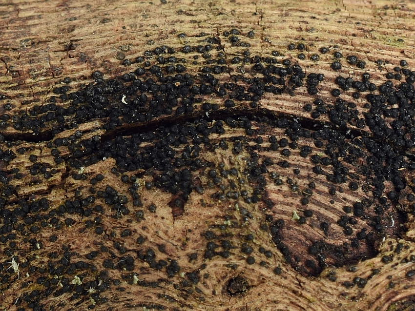 Melanomma pulvis-pyrius