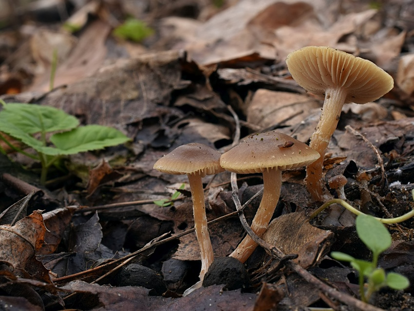 Meottomyces dissimulans