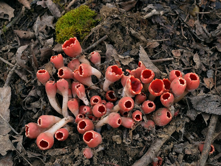 Microstoma protractum