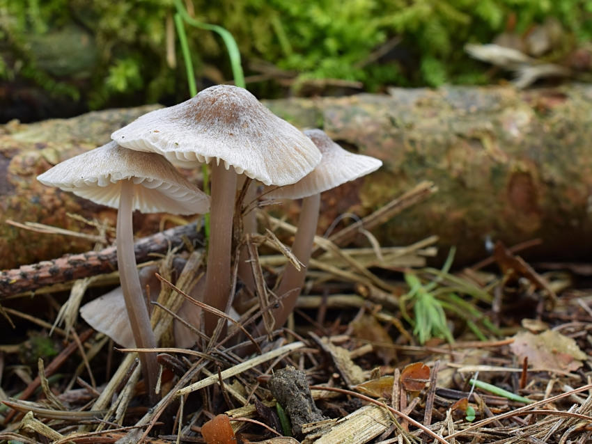 Mycena abramsii