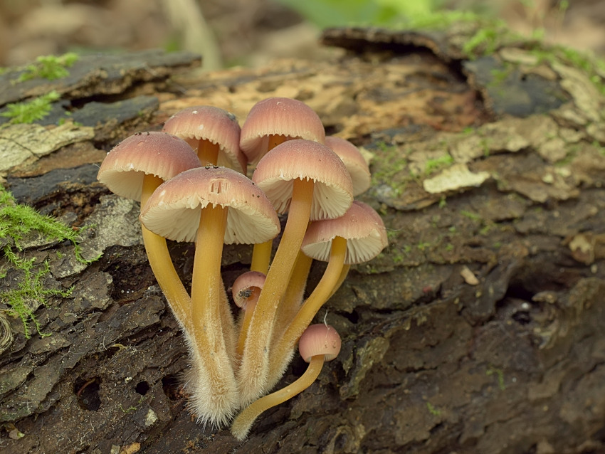 Mycena renati