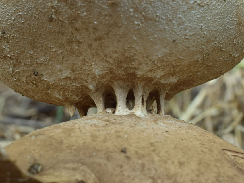 Myriostoma coliforme