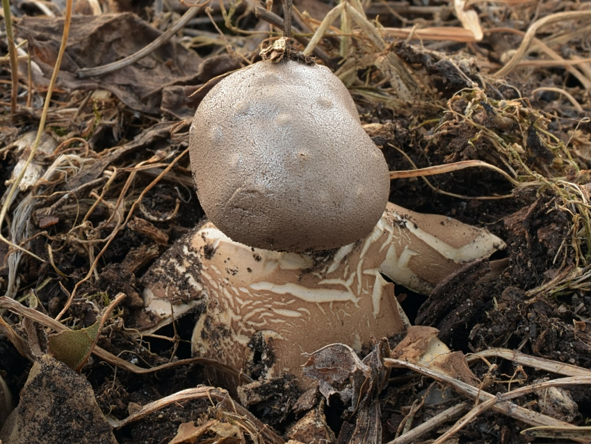 Myriostoma coliforme