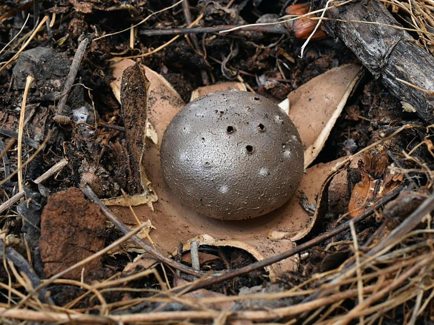 Myriostoma coliforme