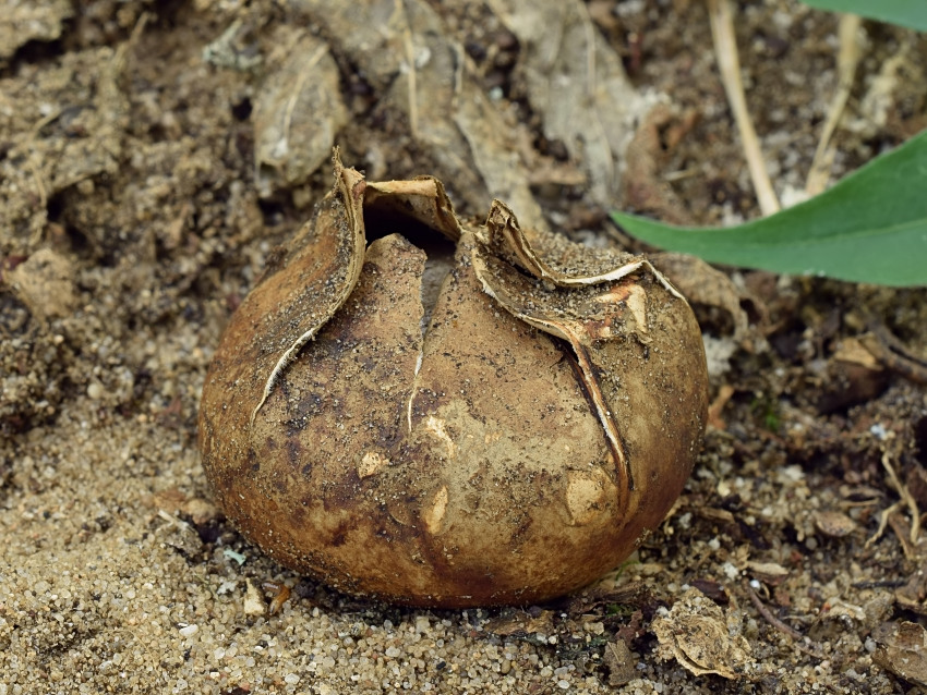 Myriostoma coliforme