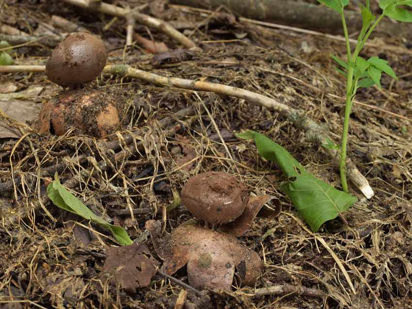 Myriostoma coliforme