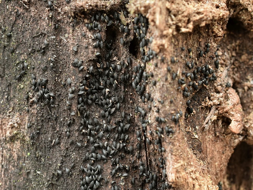 Mytilinidion rhenanum