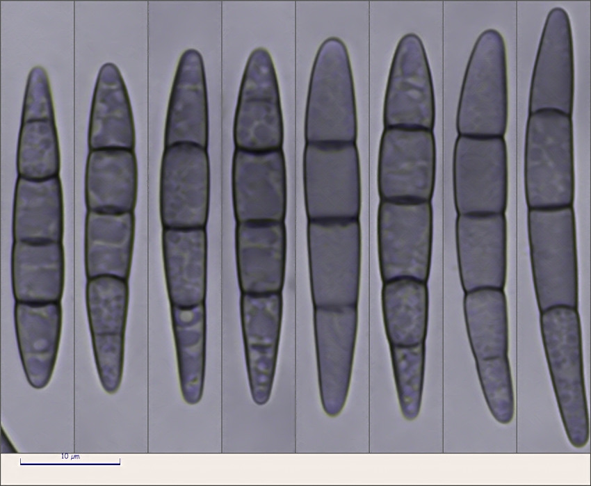 Mytilinidion rhenanum