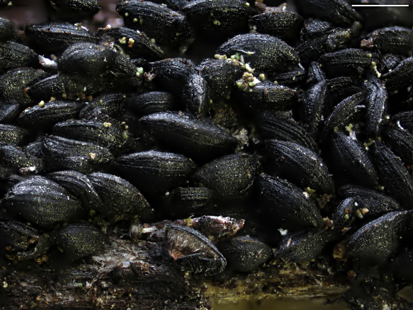 Mytilinidion rhenanum