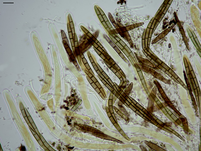 Mytilinidion rhenanum