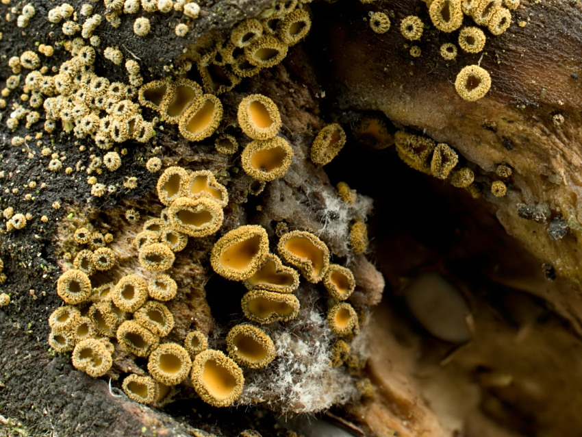 Neodasyscypha cerina