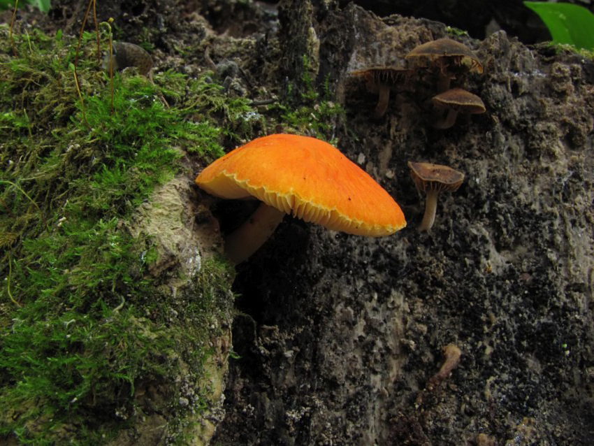 Pluteus aurantiorugosus
