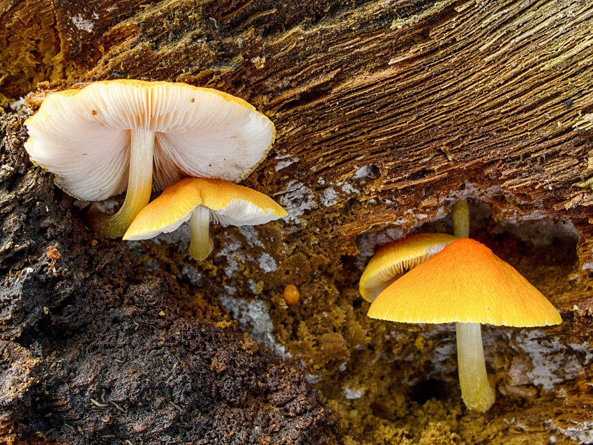 Pluteus aurantiorugosus