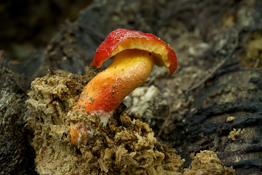 Pluteus aurantiorugosus