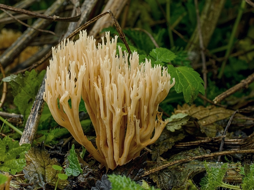 Ramaria myceliosa