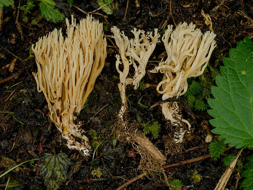Ramaria myceliosa