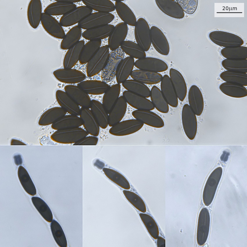 Rosellinia corticium