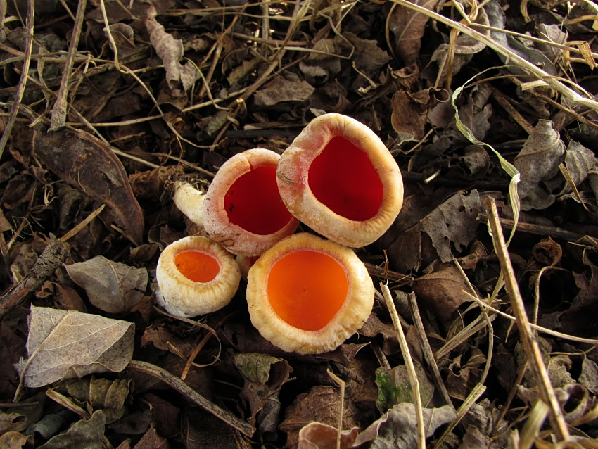 Sarcoscypha austriaca