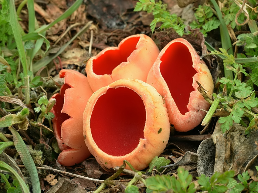 Sarcoscypha austriaca