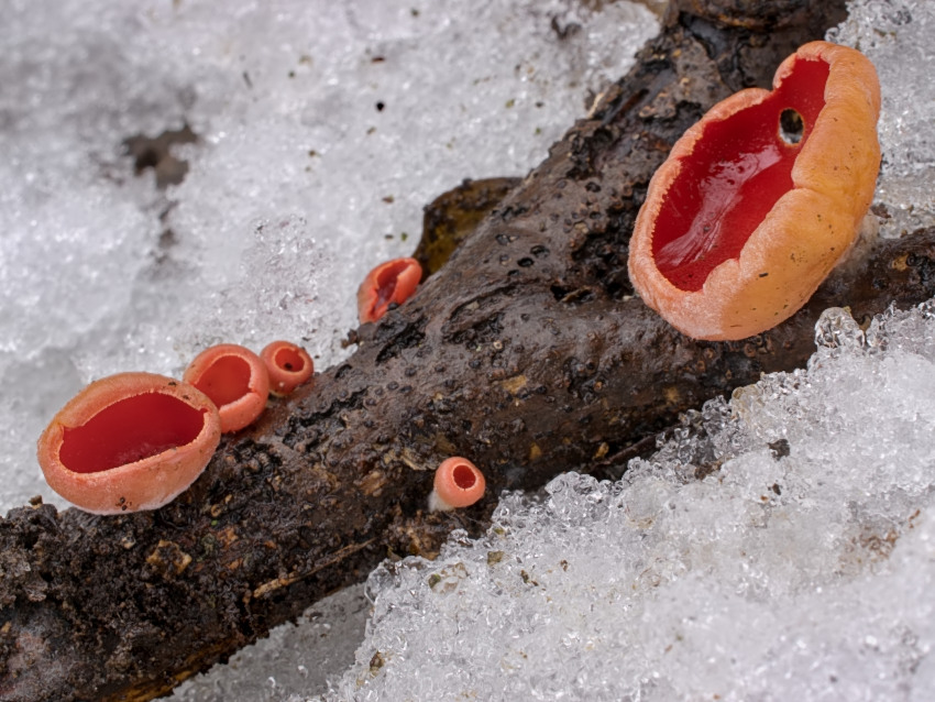 Sarcoscypha austriaca