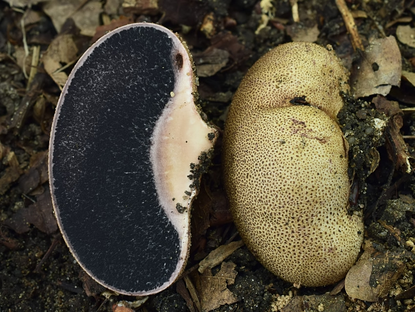 Scleroderma verrucosum