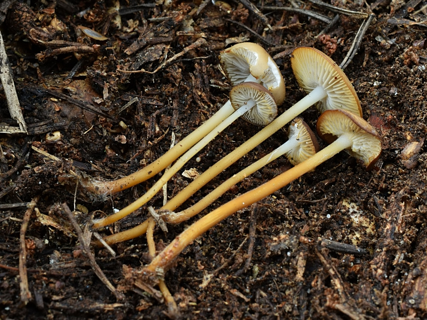 Strobilurus stephanocystis