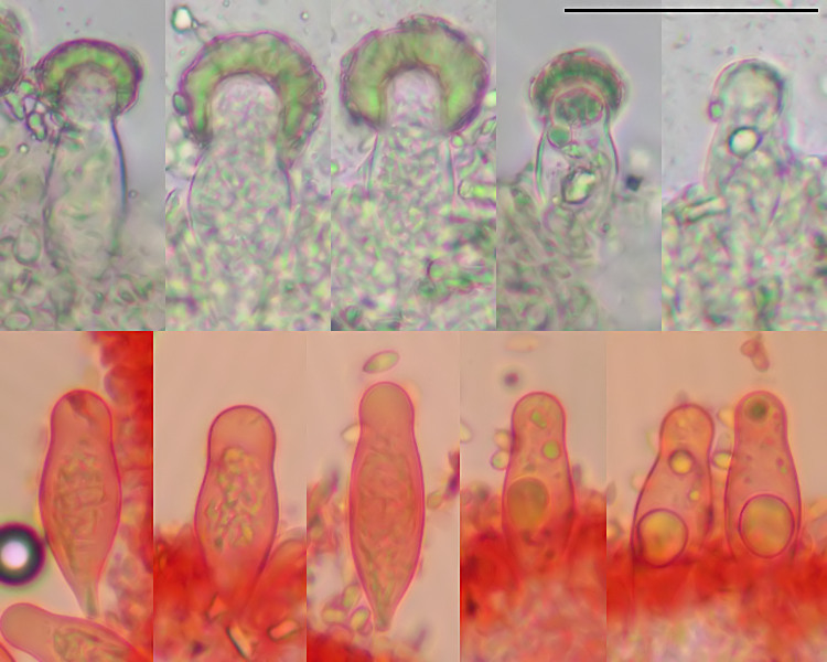 Strobilurus stephanocystis